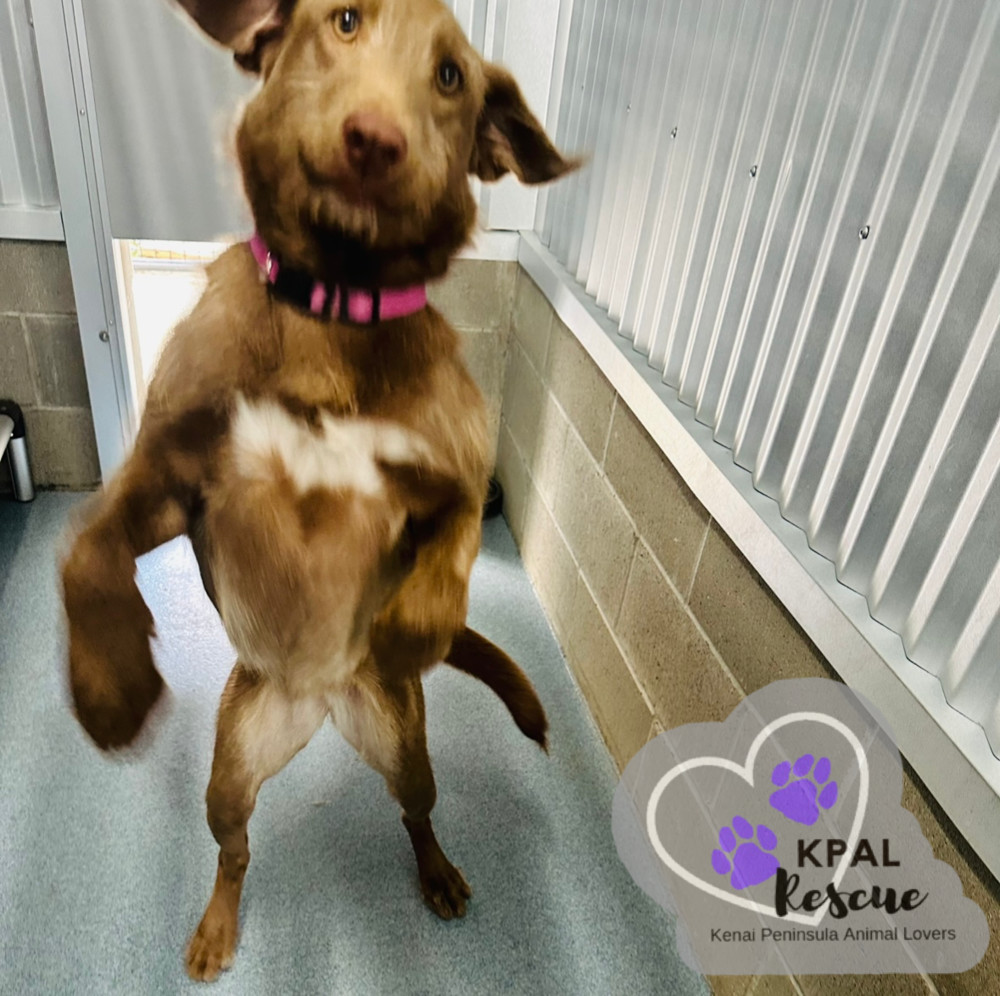 Fauna - Disney Litter, an adoptable Rhodesian Ridgeback, Mixed Breed in Kenai, AK, 99611 | Photo Image 1