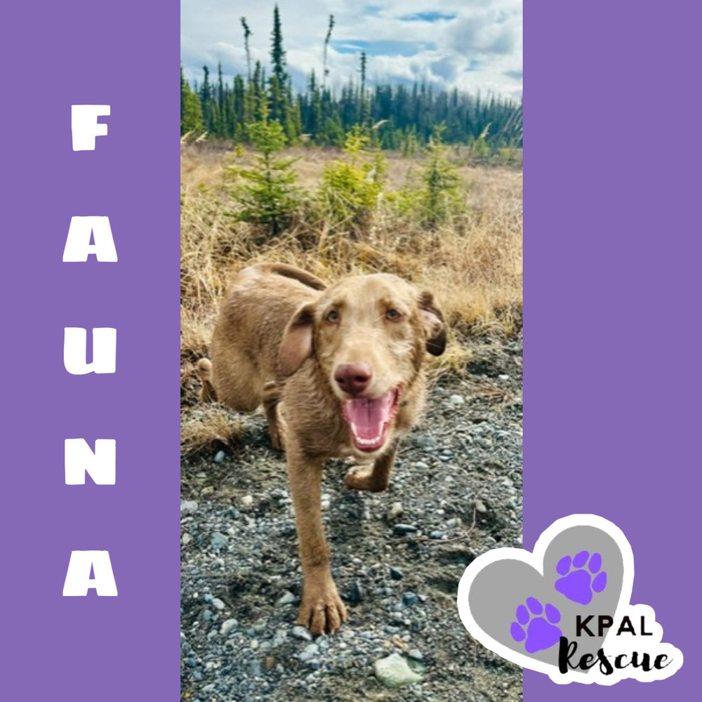 Fauna - Disney Litter, an adoptable Rhodesian Ridgeback, Mixed Breed in Kenai, AK, 99611 | Photo Image 1