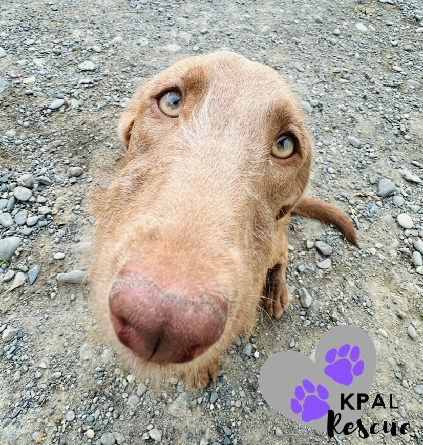 Fauna - Disney Litter, an adoptable Rhodesian Ridgeback, Mixed Breed in Kenai, AK, 99611 | Photo Image 2