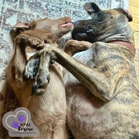 Fauna - Disney Litter, an adoptable Rhodesian Ridgeback, Mixed Breed in Kenai, AK, 99611 | Photo Image 2
