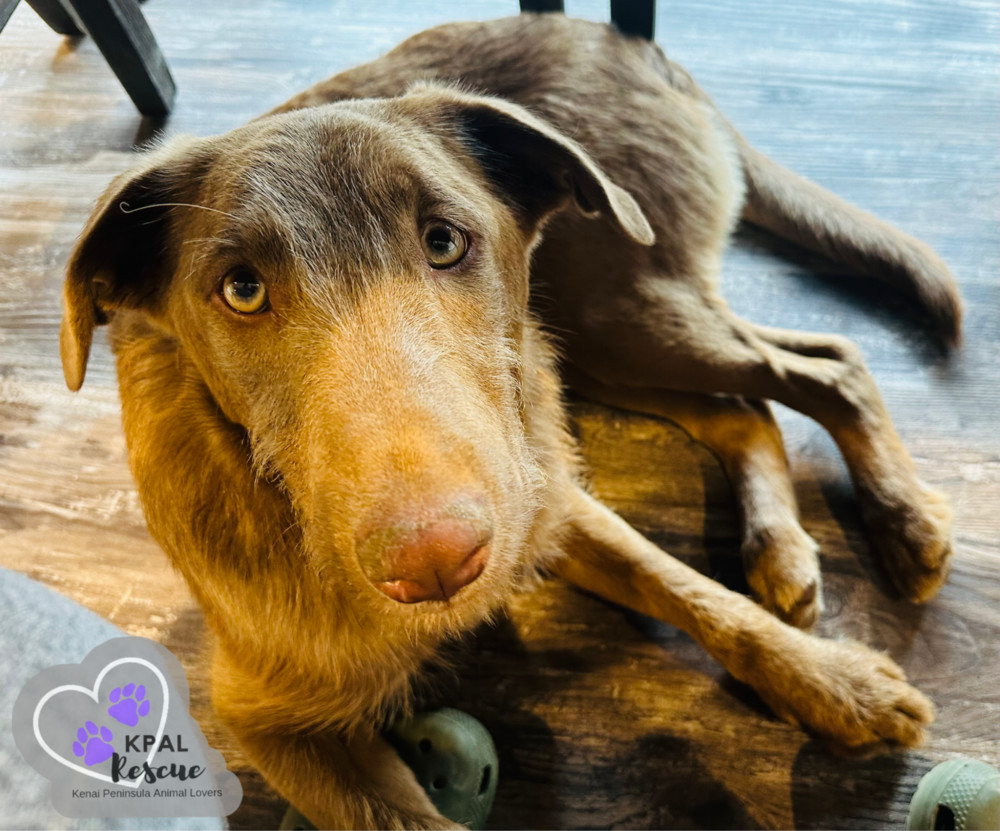 Fauna - Disney Litter, an adoptable Rhodesian Ridgeback, Mixed Breed in Kenai, AK, 99611 | Photo Image 3