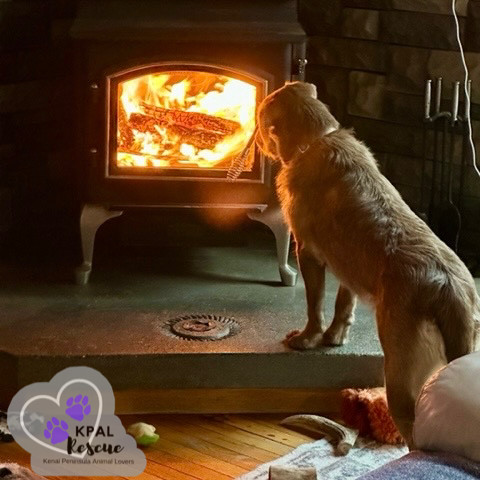 Fauna - Disney Litter, an adoptable Rhodesian Ridgeback, Mixed Breed in Kenai, AK, 99611 | Photo Image 3