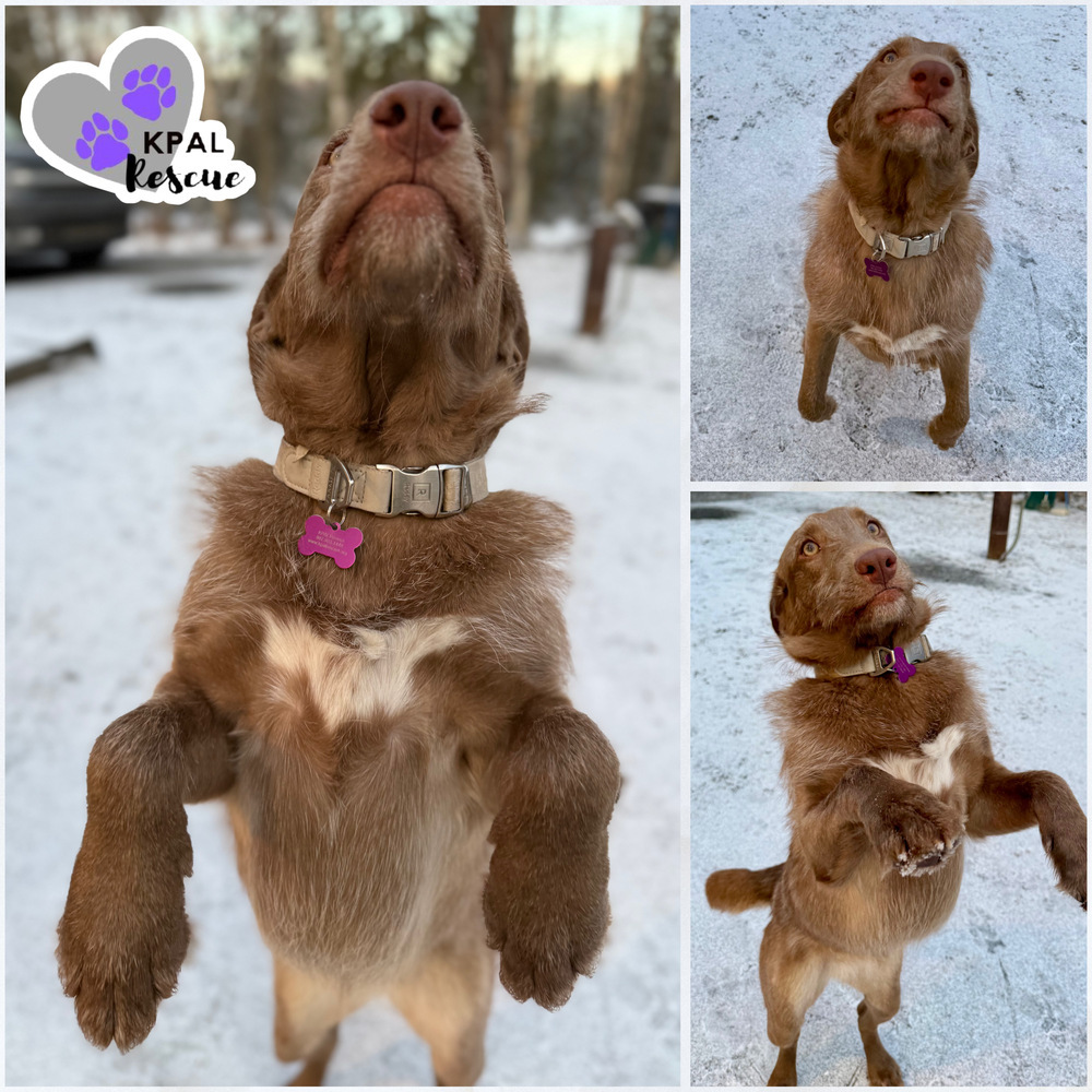 Fauna - Disney Litter, an adoptable Rhodesian Ridgeback, Mixed Breed in Kenai, AK, 99611 | Photo Image 5