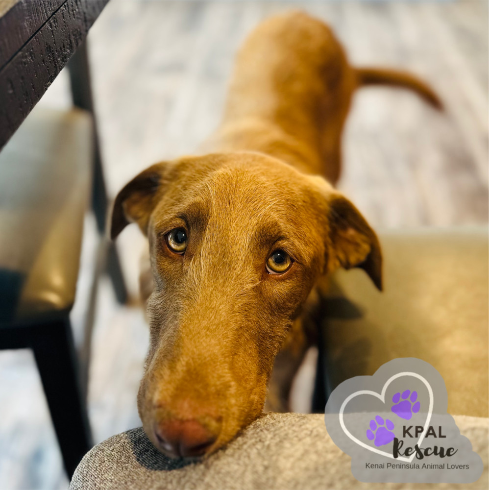 Fauna - Disney Litter, an adoptable Rhodesian Ridgeback, Mixed Breed in Kenai, AK, 99611 | Photo Image 6