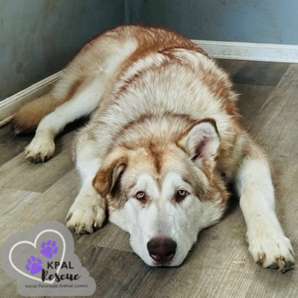 Loki, an adoptable Alaskan Malamute in Kenai, AK, 99611 | Photo Image 1