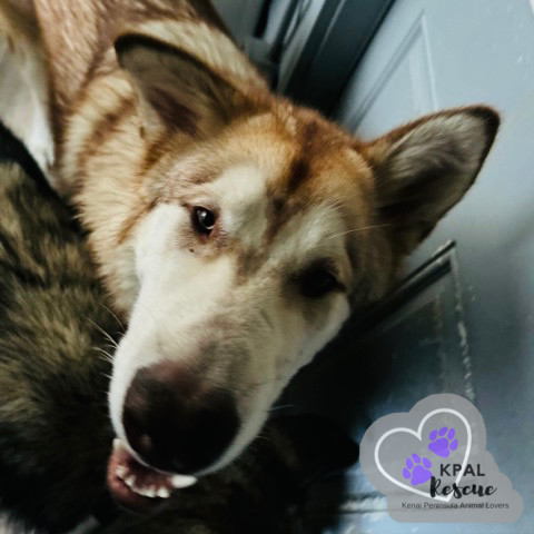 Loki, an adoptable Alaskan Malamute in Kenai, AK, 99611 | Photo Image 2