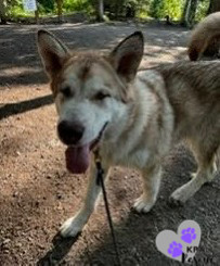 Loki, an adoptable Alaskan Malamute in Kenai, AK, 99611 | Photo Image 3