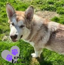 Loki, an adoptable Alaskan Malamute in Kenai, AK, 99611 | Photo Image 4