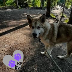 Loki, an adoptable Alaskan Malamute in Kenai, AK, 99611 | Photo Image 5