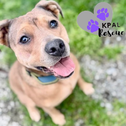 Roberta, an adoptable Catahoula Leopard Dog, Pit Bull Terrier in Kenai, AK, 99611 | Photo Image 1