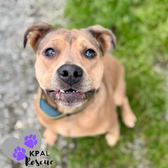 Roberta, an adoptable Catahoula Leopard Dog, Pit Bull Terrier in Kenai, AK, 99611 | Photo Image 2