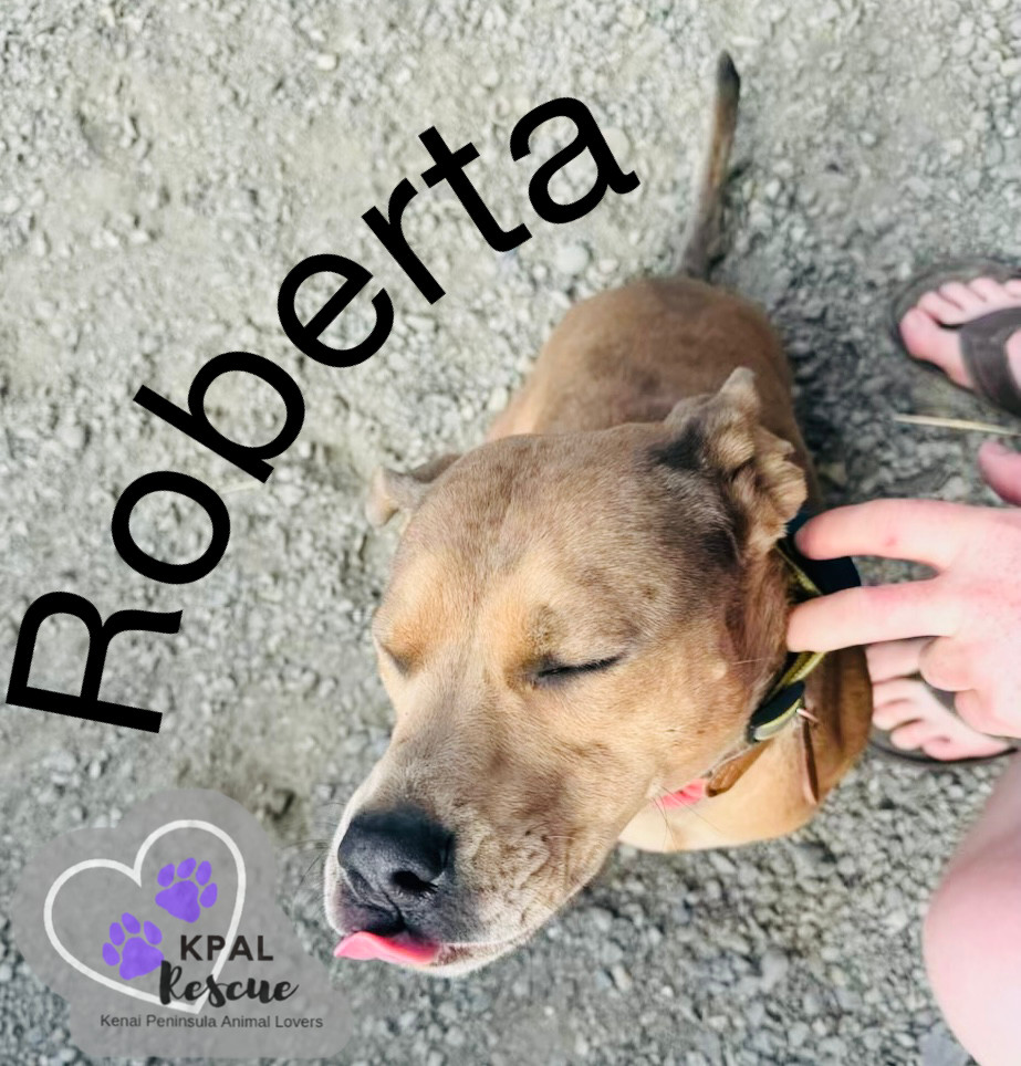 Roberta, an adoptable Catahoula Leopard Dog, Pit Bull Terrier in Kenai, AK, 99611 | Photo Image 3