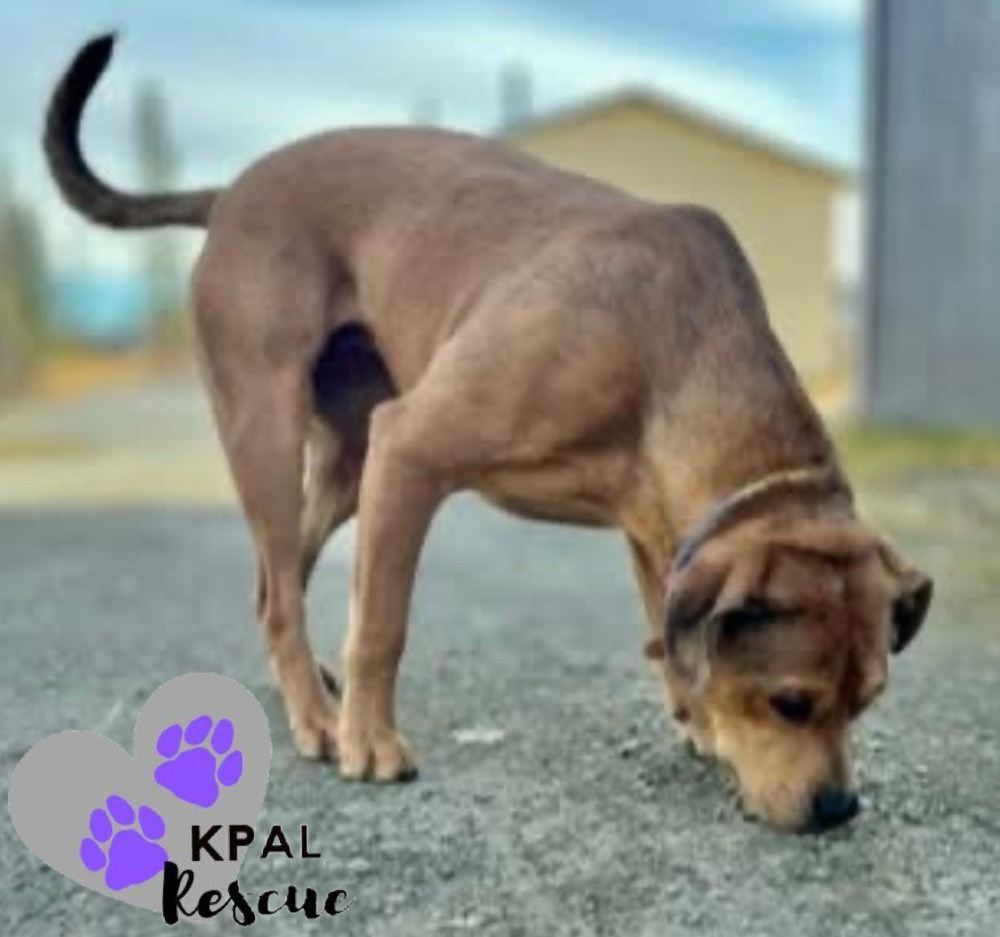 Roberta, an adoptable Catahoula Leopard Dog, Pit Bull Terrier in Kenai, AK, 99611 | Photo Image 4