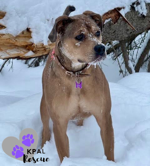 Roberta, an adoptable Catahoula Leopard Dog, Pit Bull Terrier in Kenai, AK, 99611 | Photo Image 5