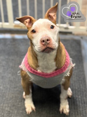 Ruby, an adoptable Pit Bull Terrier in Kenai, AK, 99611 | Photo Image 1