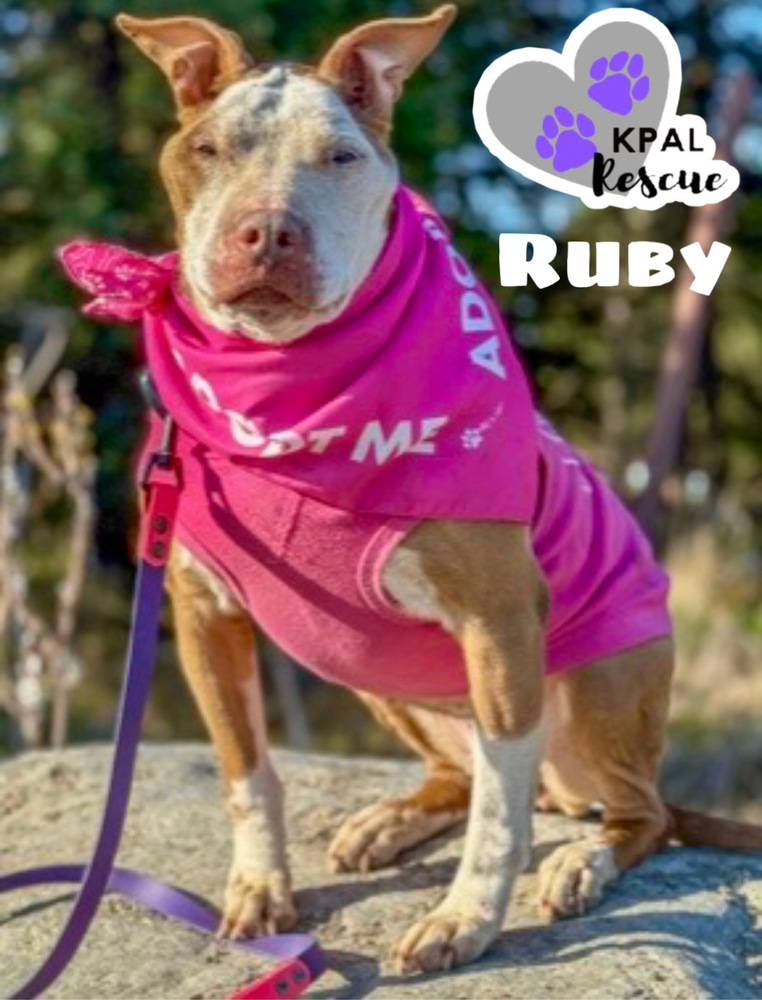 Ruby, an adoptable Pit Bull Terrier in Kenai, AK, 99611 | Photo Image 1