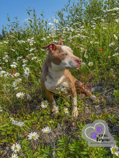 Ruby, an adoptable Pit Bull Terrier in Kenai, AK, 99611 | Photo Image 1