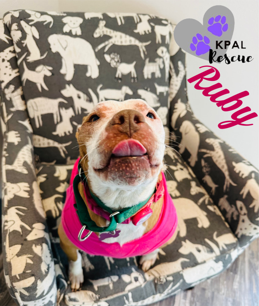 Ruby, an adoptable Pit Bull Terrier in Kenai, AK, 99611 | Photo Image 2