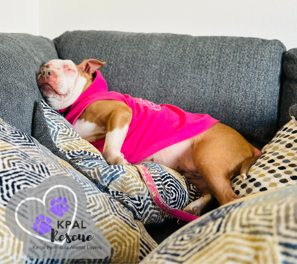 Ruby, an adoptable Pit Bull Terrier in Kenai, AK, 99611 | Photo Image 2