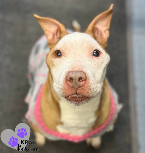 Ruby, an adoptable Pit Bull Terrier in Kenai, AK, 99611 | Photo Image 3