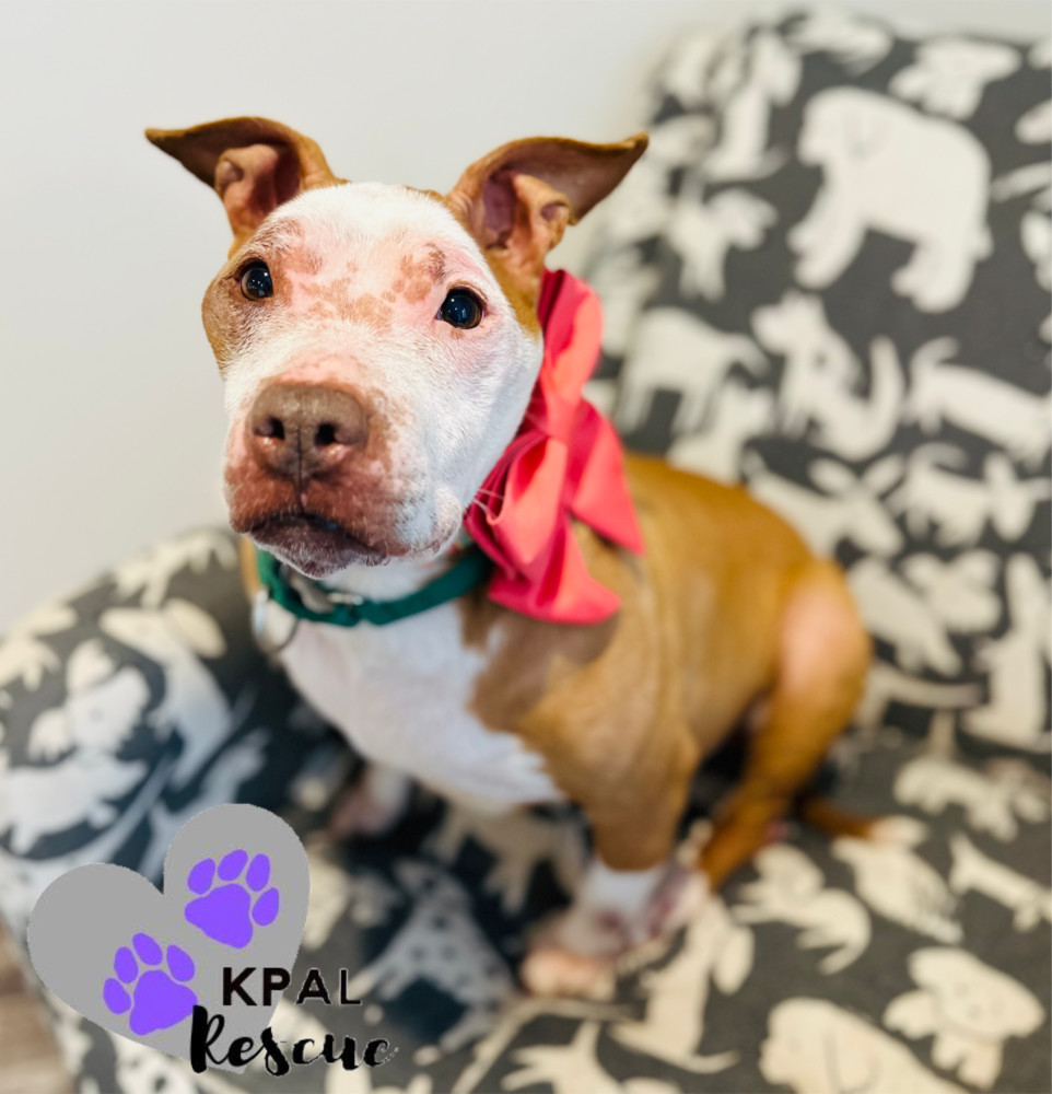 Ruby, an adoptable Pit Bull Terrier in Kenai, AK, 99611 | Photo Image 4