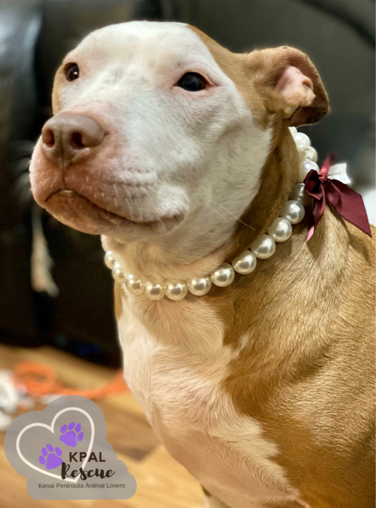 Ruby, an adoptable Pit Bull Terrier in Kenai, AK, 99611 | Photo Image 4