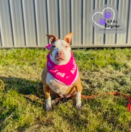 Ruby, an adoptable Pit Bull Terrier in Kenai, AK, 99611 | Photo Image 6