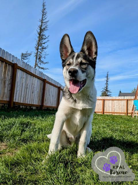 Rocket, an adoptable Husky, Mixed Breed in Kenai, AK, 99611 | Photo Image 1