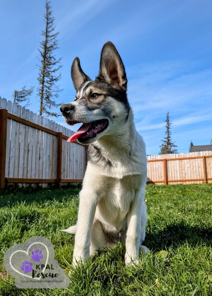 Rocket, an adoptable Husky, Mixed Breed in Kenai, AK, 99611 | Photo Image 2