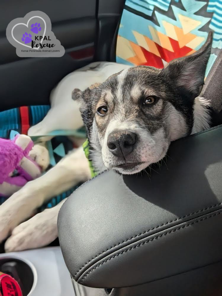 Rocket, an adoptable Husky, Mixed Breed in Kenai, AK, 99611 | Photo Image 3