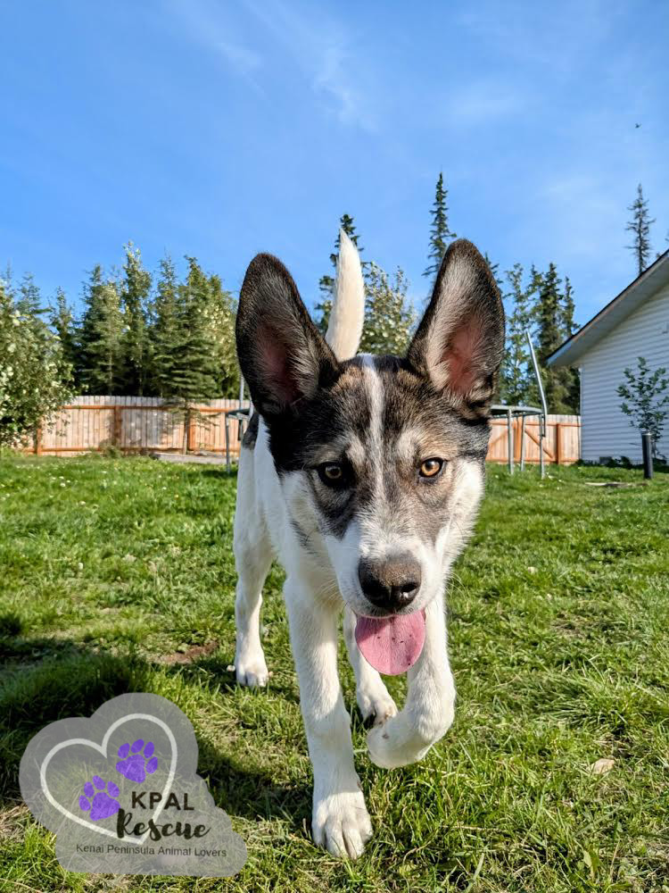 Rocket, an adoptable Husky, Mixed Breed in Kenai, AK, 99611 | Photo Image 4