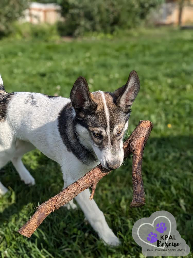 Rocket, an adoptable Husky, Mixed Breed in Kenai, AK, 99611 | Photo Image 5