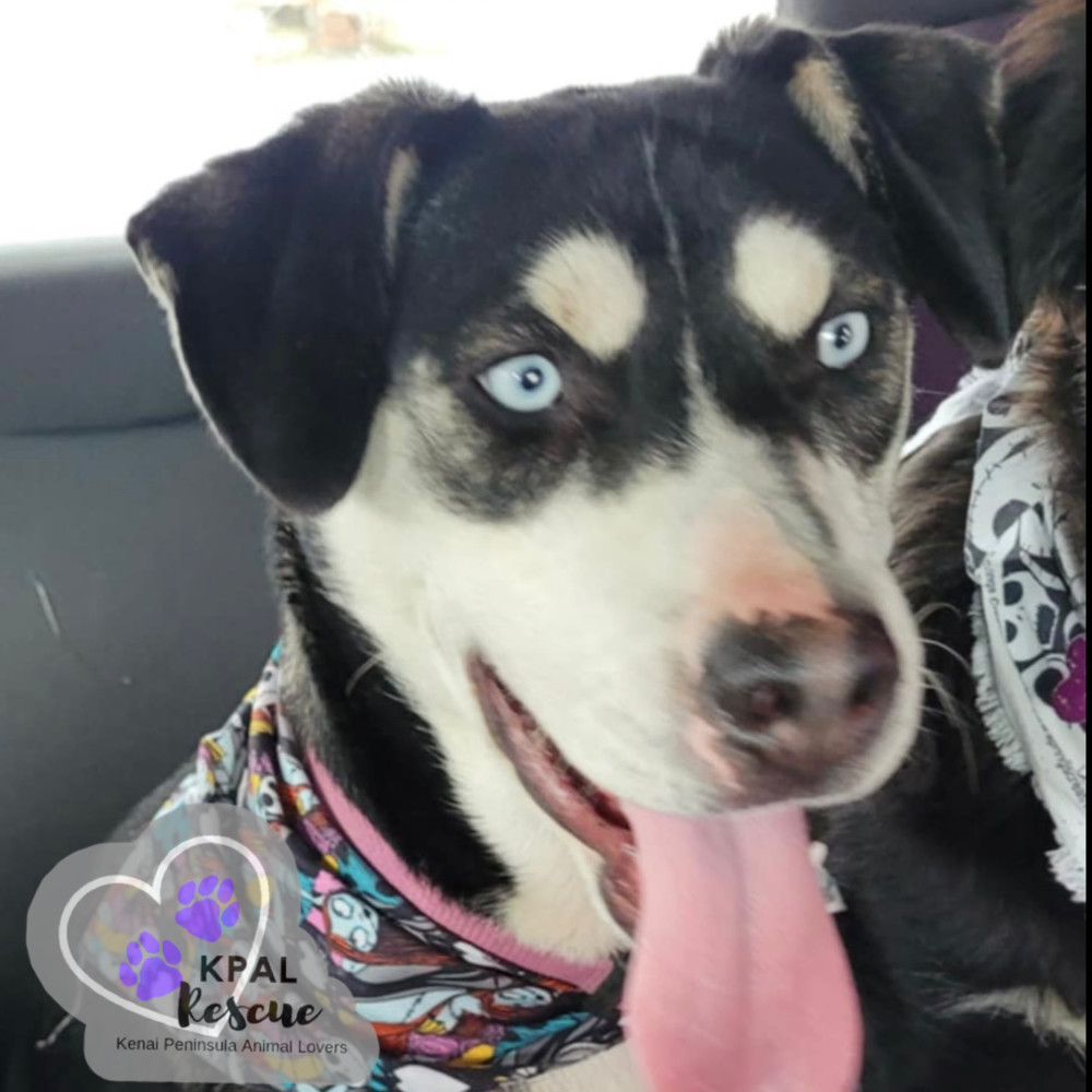 Aerosmith - 80s Bands Litter, an adoptable Mixed Breed in Kenai, AK, 99611 | Photo Image 2