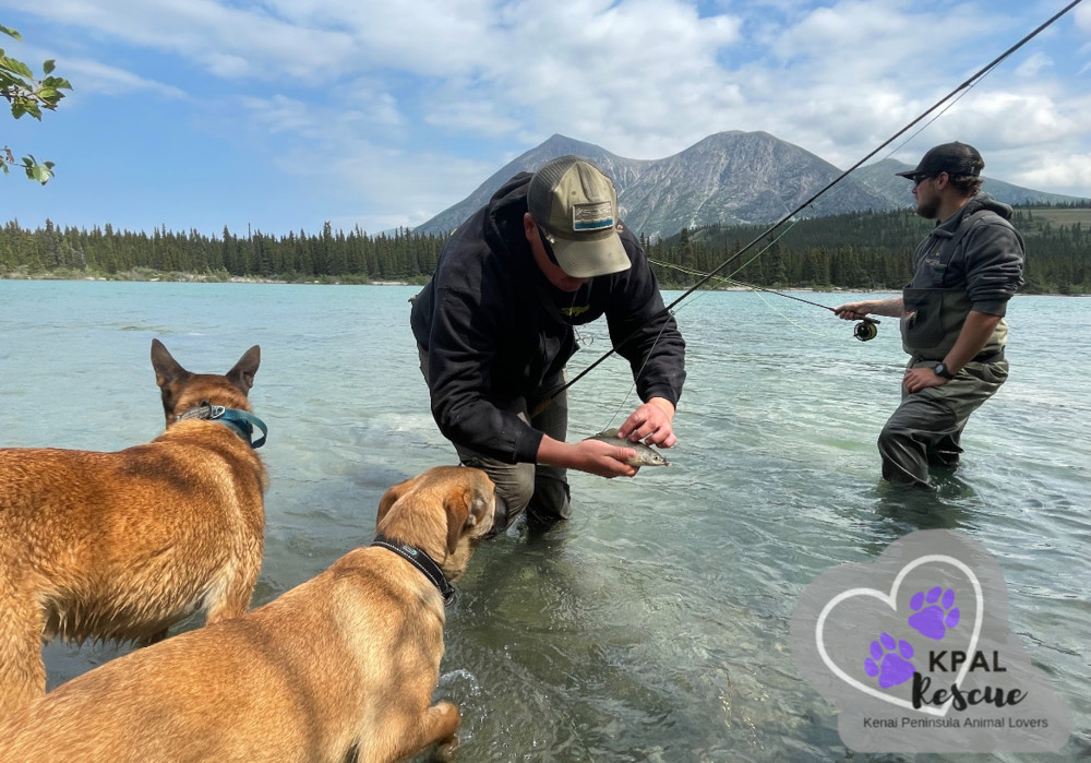 Cherry Chip - Ice Cream Litter, an adoptable Mastiff, Mixed Breed in Kenai, AK, 99611 | Photo Image 4