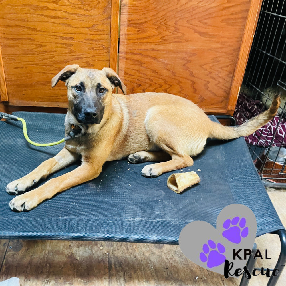 Cherry Chip - Ice Cream Litter, an adoptable Mastiff, Mixed Breed in Kenai, AK, 99611 | Photo Image 6