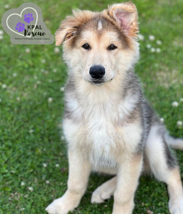 Paris - Vegas Litter, an adoptable German Shepherd Dog, Mixed Breed in Kenai, AK, 99611 | Photo Image 1