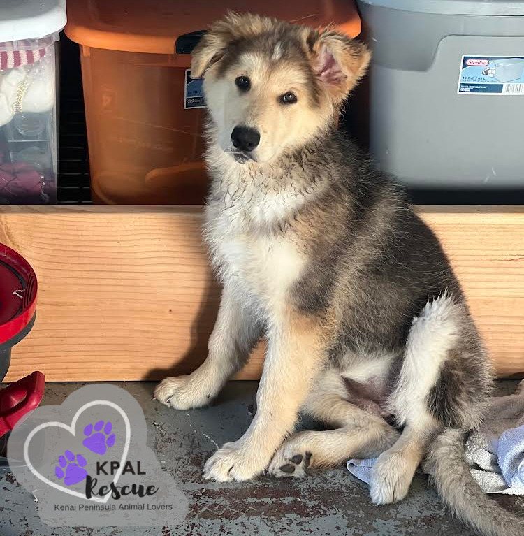 Paris - Vegas Litter, an adoptable German Shepherd Dog, Mixed Breed in Kenai, AK, 99611 | Photo Image 2