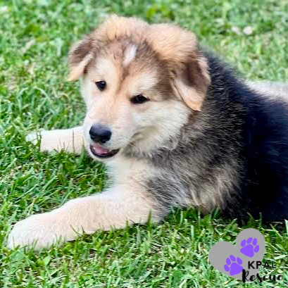 Paris - Vegas Litter, an adoptable German Shepherd Dog, Mixed Breed in Kenai, AK, 99611 | Photo Image 3