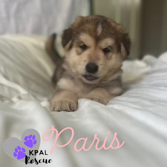 Paris - Vegas Litter, an adoptable German Shepherd Dog, Mixed Breed in Kenai, AK, 99611 | Photo Image 4