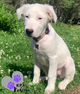 Lupine - Alaska Blooms Litter, an adoptable Mixed Breed in Kenai, AK, 99611 | Photo Image 3