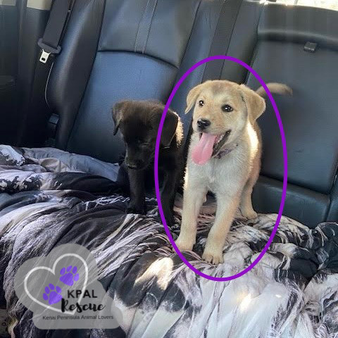 Ooda-Lolly - Homer Litter, an adoptable Labrador Retriever, Mixed Breed in Kenai, AK, 99611 | Photo Image 1