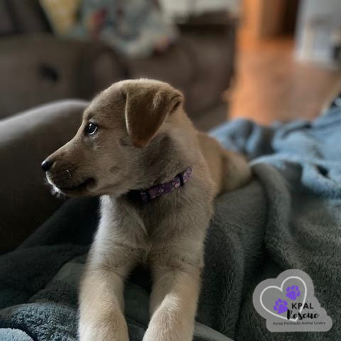 Ooda-Lolly - Homer Litter, an adoptable Labrador Retriever, Mixed Breed in Kenai, AK, 99611 | Photo Image 2