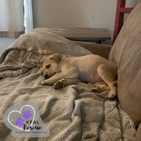 Ooda-Lolly - Homer Litter, an adoptable Labrador Retriever, Mixed Breed in Kenai, AK, 99611 | Photo Image 4