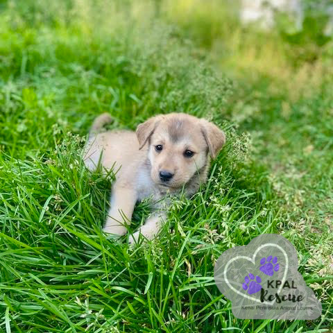 Ooda-Lolly - Homer Litter, an adoptable Labrador Retriever, Mixed Breed in Kenai, AK, 99611 | Photo Image 5