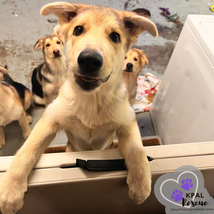 Bellagio - Vegas Litter, an adoptable German Shepherd Dog, Mixed Breed in Kenai, AK, 99611 | Photo Image 1