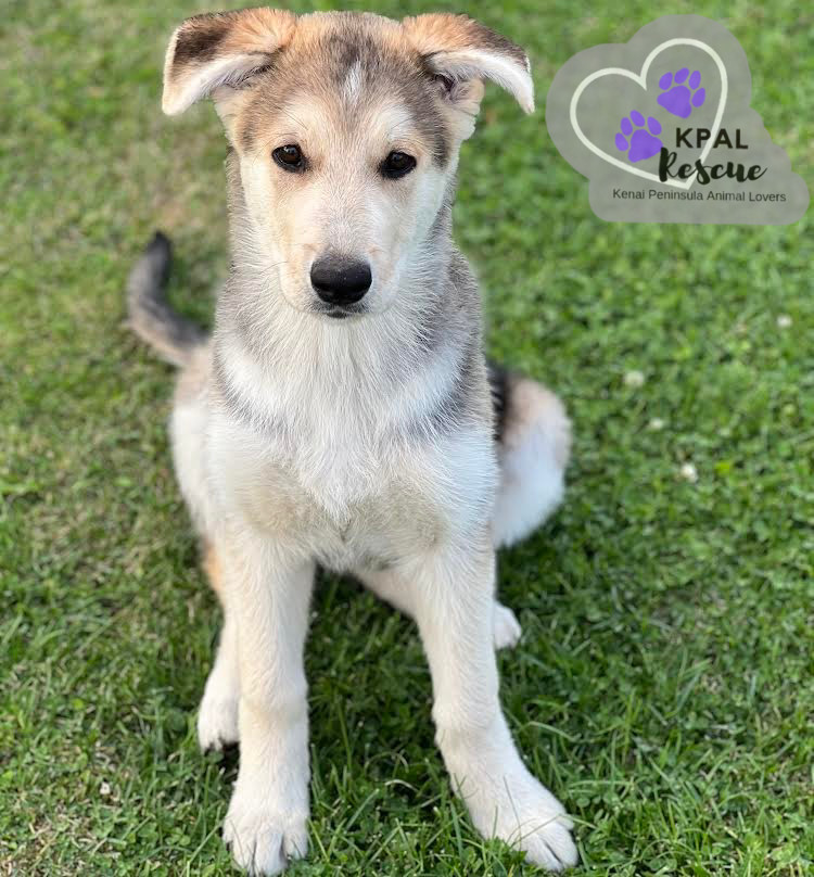 Bellagio - Vegas Litter, an adoptable German Shepherd Dog, Mixed Breed in Kenai, AK, 99611 | Photo Image 3