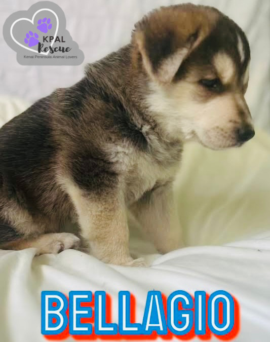 Bellagio - Vegas Litter, an adoptable German Shepherd Dog, Mixed Breed in Kenai, AK, 99611 | Photo Image 6