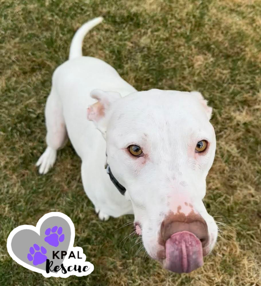 Stormy, an adoptable Pit Bull Terrier, Husky in Kenai, AK, 99611 | Photo Image 3