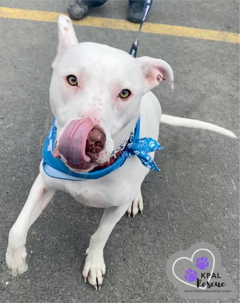 Stormy, an adoptable Pit Bull Terrier, Husky in Kenai, AK, 99611 | Photo Image 5