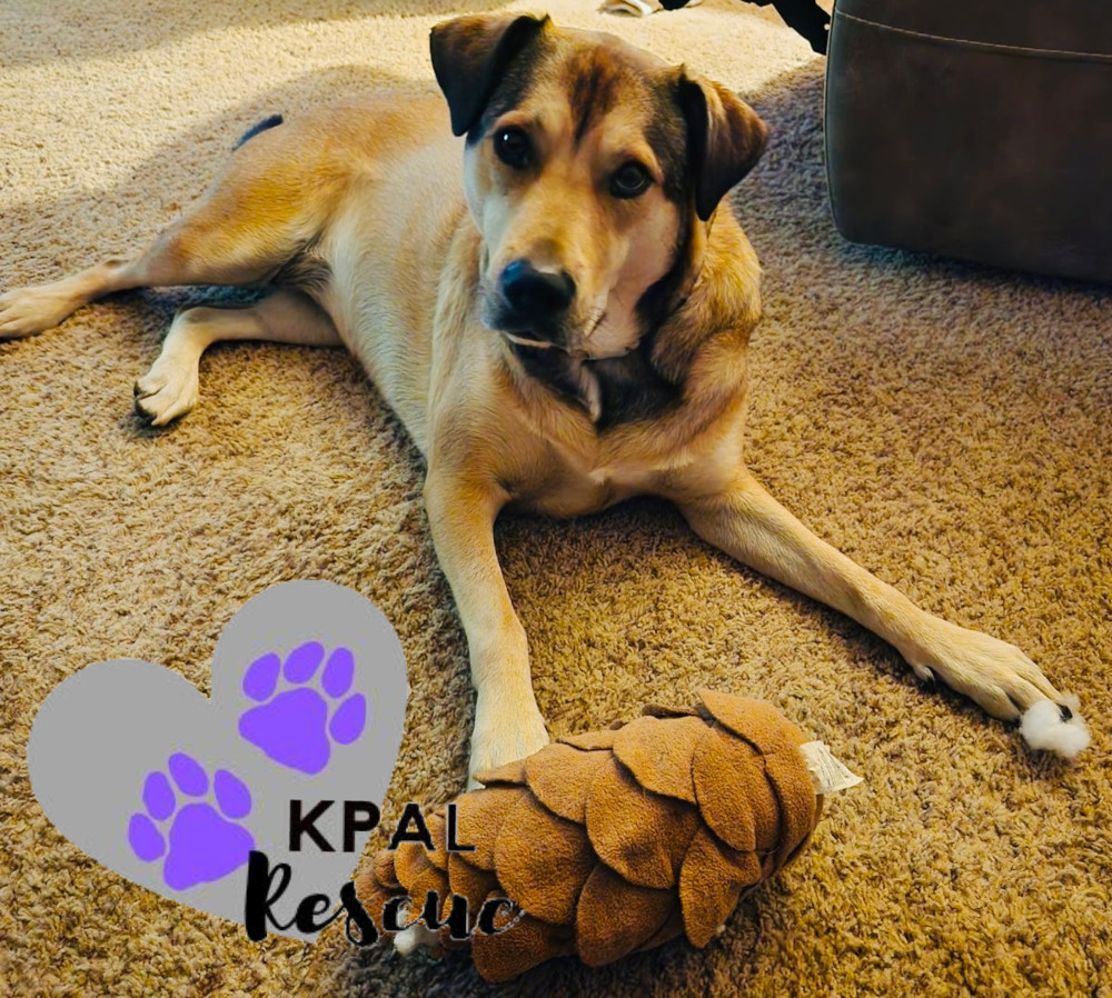 Willow (AKA Flower - AK Bird Litter), an adoptable Chow Chow, Labrador Retriever in Kenai, AK, 99611 | Photo Image 1